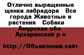 Отлично выращенные щенки лабрадора - Все города Животные и растения » Собаки   . Амурская обл.,Архаринский р-н